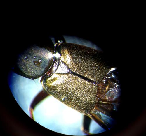 Réf. 294 806 : Philonthus sp.
