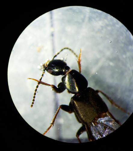 Réf. 294 807 : Philonthus sp.
