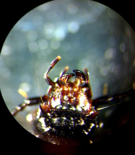 Pterostichus nigrita