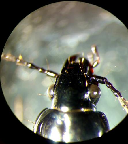 Pterostichus nigrita