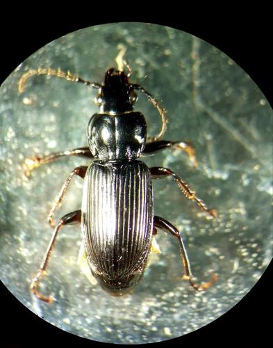 Pterostichus nigrita