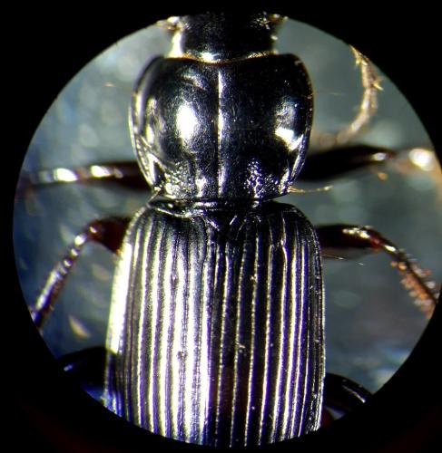 Pterostichus nigrita