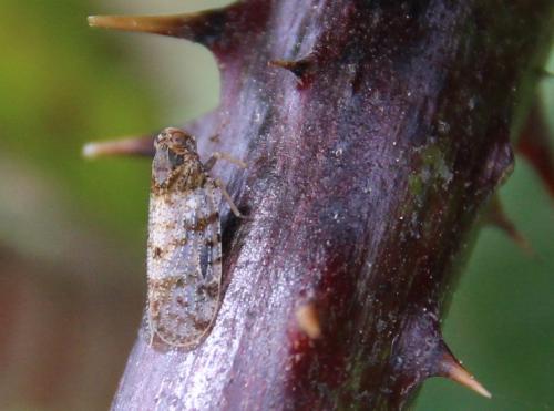 Cixius sp.