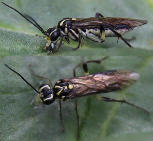 Réf. 294 282 : Pachyprotasis rapae