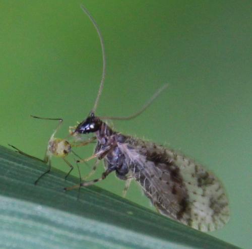 Micromus variegatus