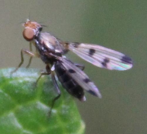Réf. 294 256 : Geomyza tripunctata