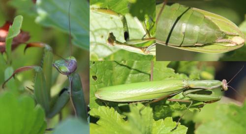 Réf. 294 950 : Mantis religiosa