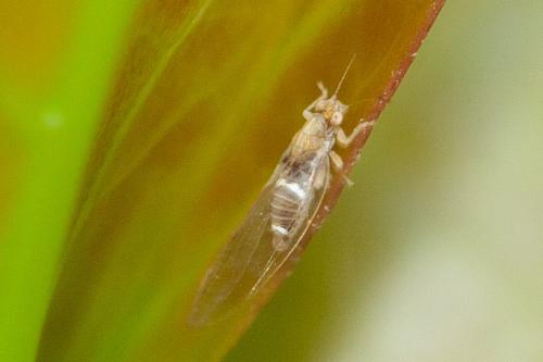 Réf. 294 543 : Lauritrioza alacris