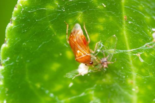 Réf. 294 928 : Deraeocoris lutescens