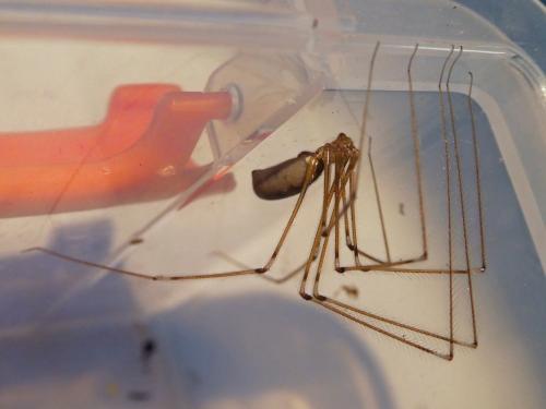 Pholcus phalangioides
