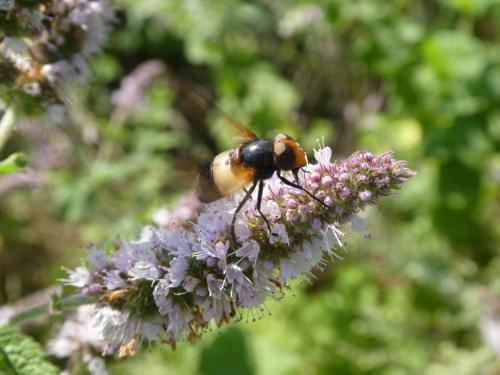 Volucella pellucens