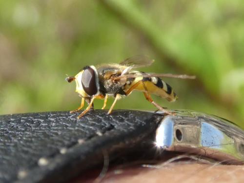 Eupeodes corollae