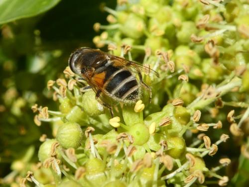 Eristalis arbustorum