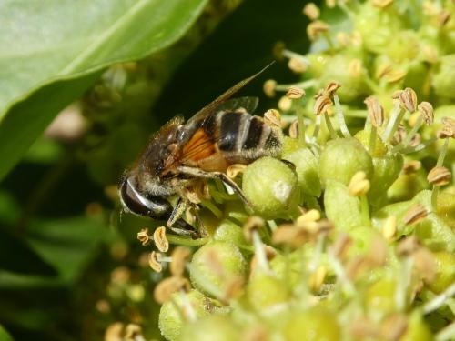 Eristalis arbustorum