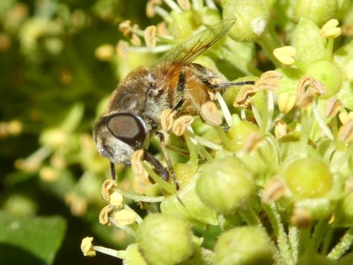 Eristalis arbustorum