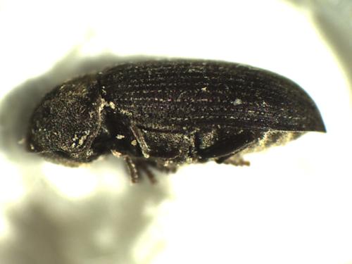 Réf. 294 773 : Hadrobregmus denticollis