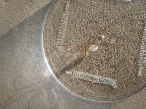Réf. 294 037 : Pholcus phalangioides