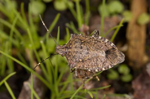 Réf. 294 050 : Halyomorpha halys