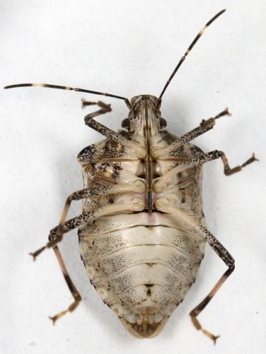 Réf. 294 051 : Halyomorpha halys