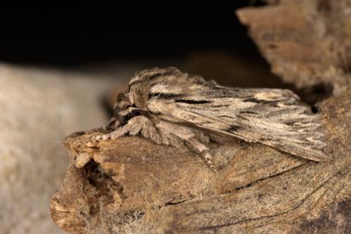 Réf. 294 633 : Asteroscopus sphinx