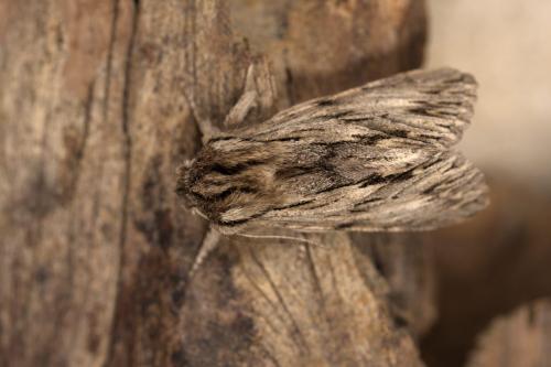 Réf. 294 632 : Asteroscopus sphinx
