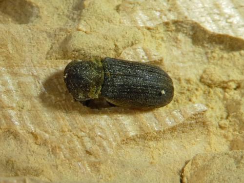 Réf. 294 752 : Hadrobregmus denticollis