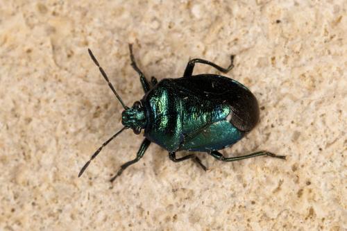 Zicrona caerulea