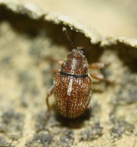 Réf. 294 032 : Micrelus ericae