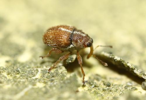 Réf. 294 031 : Micrelus ericae