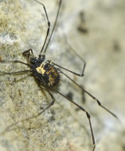 Nemastomella bacillifera