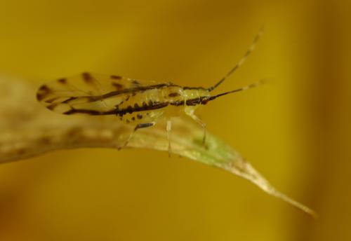 Réf. 294 969 : Eucallipterus tiliae