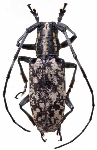 Epepeotes luscus densemaculatus