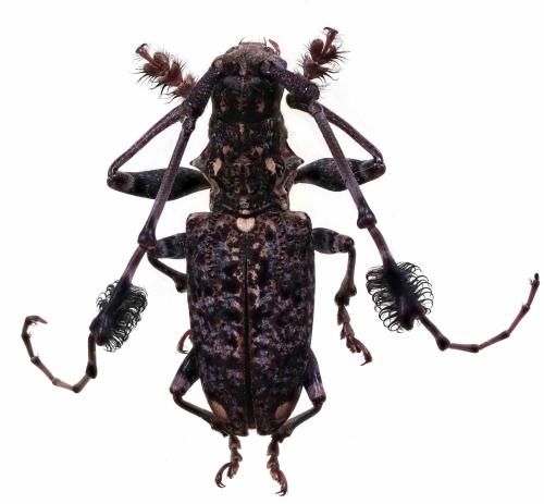 Imantocera penicillata