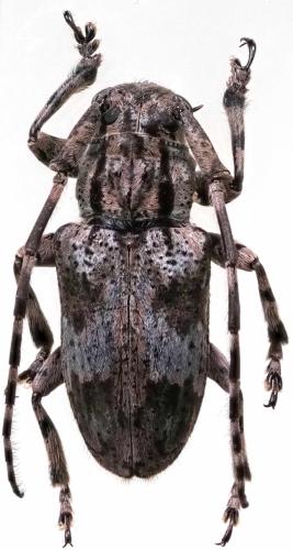 Réf. 294 993 : Coptops annulipes