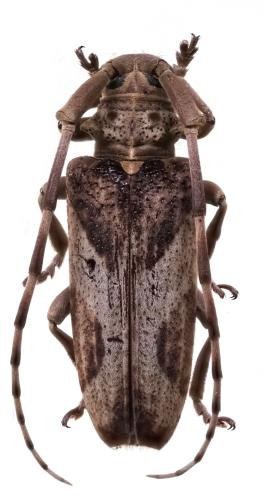 Blepephaeus fulvus