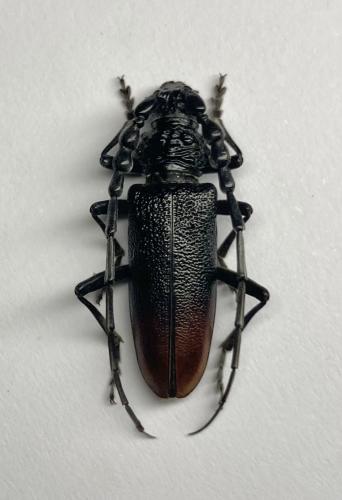 Réf. 294 101 : Cerambyx nodulosus