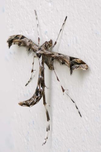 Amblyptilia acanthadactyla
