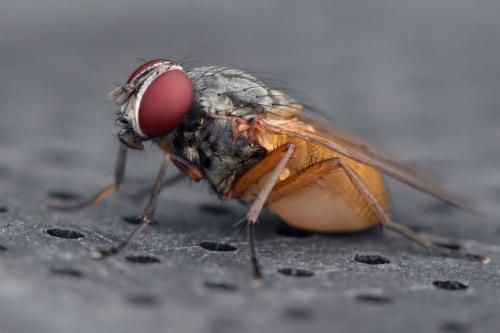 Fannia lustrator