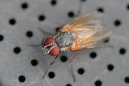 Fannia lustrator