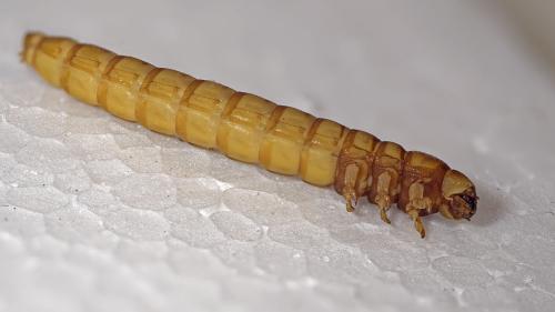 Tenebrio molitor