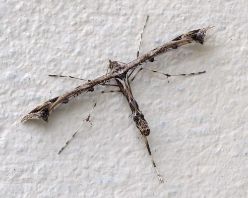 Amblyptilia acanthadactyla