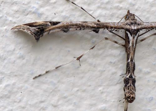 Réf. 294 784 : Amblyptilia acanthadactyla