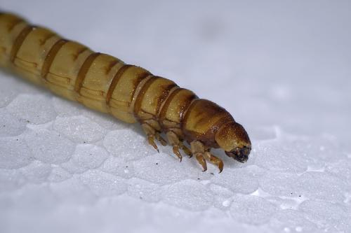 Tenebrio molitor