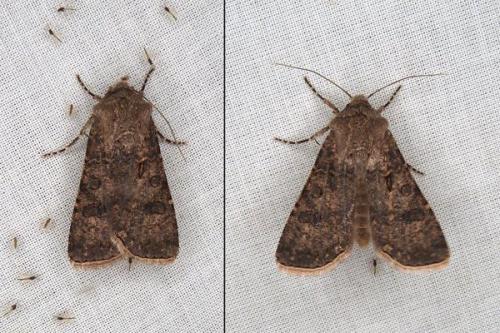 Réf. 294 839 : Agrotis segetum