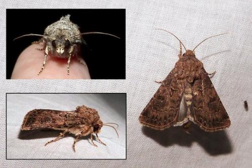 Réf. 294 841 : Agrotis bigramma