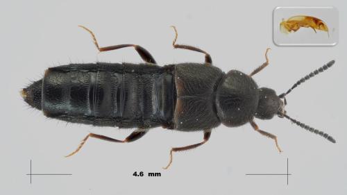 Aleochara lanuginosa