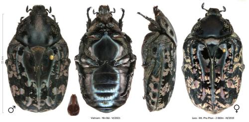 Anthracophora vietnamica