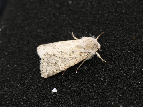 Réf. 294 814 : Aporophyla canescens