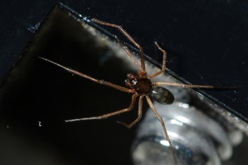 Bathyphantes sp.