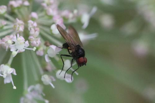 Réf. 294 605 : Azelia sp.
